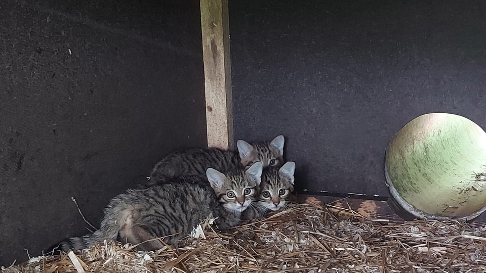 Wildgatter in Chemnitz meldet Drillingsgeburt bei Wildkatzen