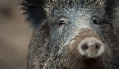Afrikanische Schweinepest: Lockerungen für Landwirte