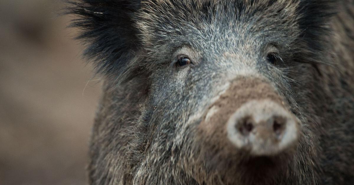 Afrikanische Schweinepest: Lockerungen für Landwirte