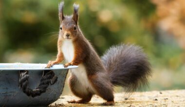 Dürre in Bremen: Wie Sie Wildtieren in der Trockenheit helfen können