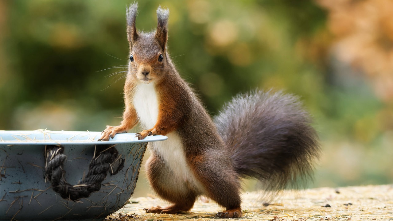 Dürre in Bremen: Wie Sie Wildtieren in der Trockenheit helfen können
