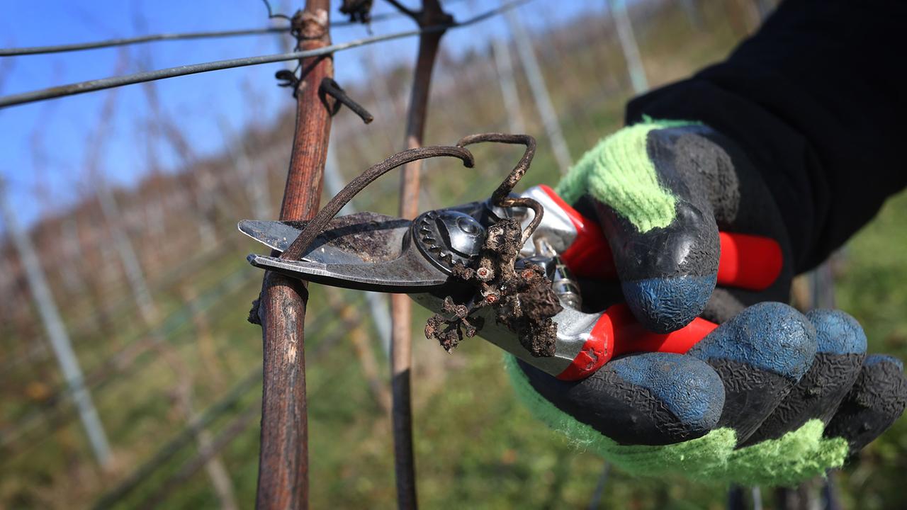 Landwirte leiden unter höherem Mindestlohn
