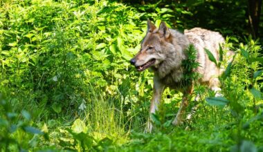 EU-Parlament erlaubt mehr Wolfsabschüsse - auch in Deutschland | NDR.de - Nachrichten
