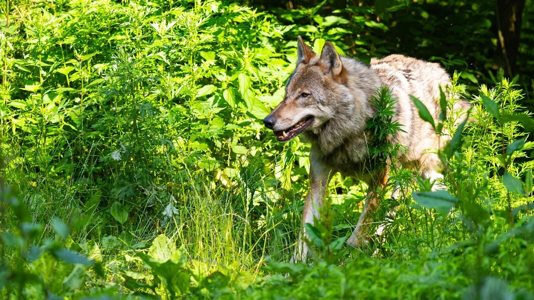 EU-Parlament erlaubt mehr Wolfsabschüsse - auch in Deutschland | NDR.de - Nachrichten