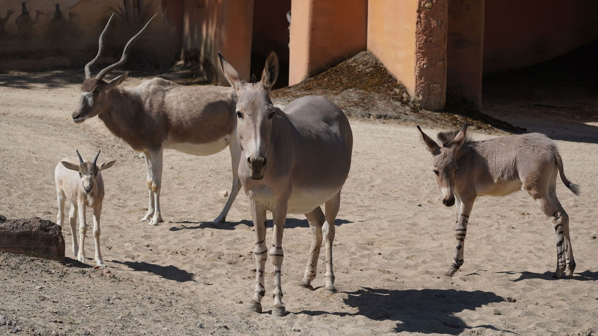 Wüstenantilopen Addax und Somali-Wildesel: Bei beiden Tierarten gibt es Nachwuchs.