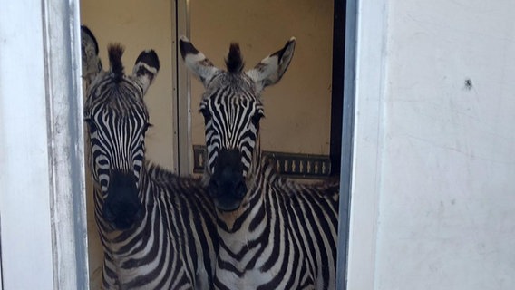 Die Polizei hat unter anderem zwei Zebras in einem Transporter entdeckt. © Bundespolizei 