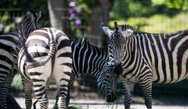 Zoo Dortmund: Bewegende Szenen im Gehege - es geschah frühmorgens
