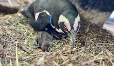 Zoo Duisburg freut sich über Nachwuchs – doch diese Nachricht erschreckt
