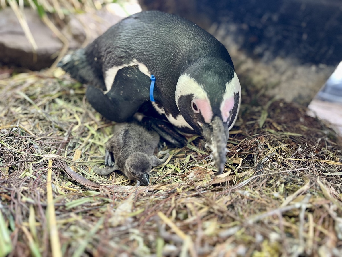Zoo Duisburg freut sich über Nachwuchs – doch diese Nachricht erschreckt