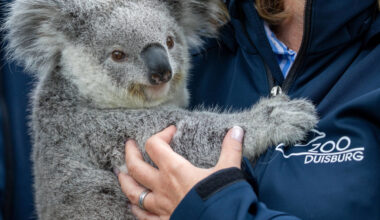 Daniela will Koalas im Zoo Duisburg sehen - es wird ein tränenreicher Ausflug