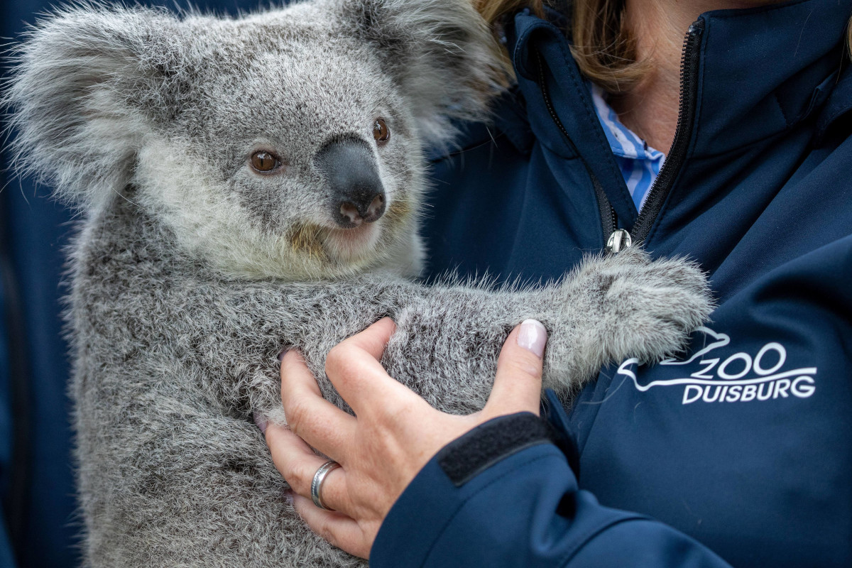 Daniela will Koalas im Zoo Duisburg sehen - es wird ein tränenreicher Ausflug
