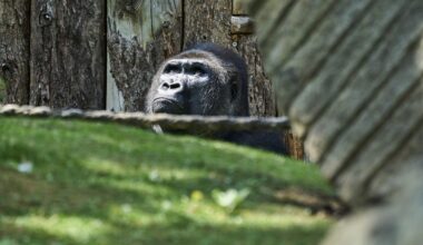 Zoo in NRW lässt Tier erstmals in Gehege – plötzlich wird es ernst!