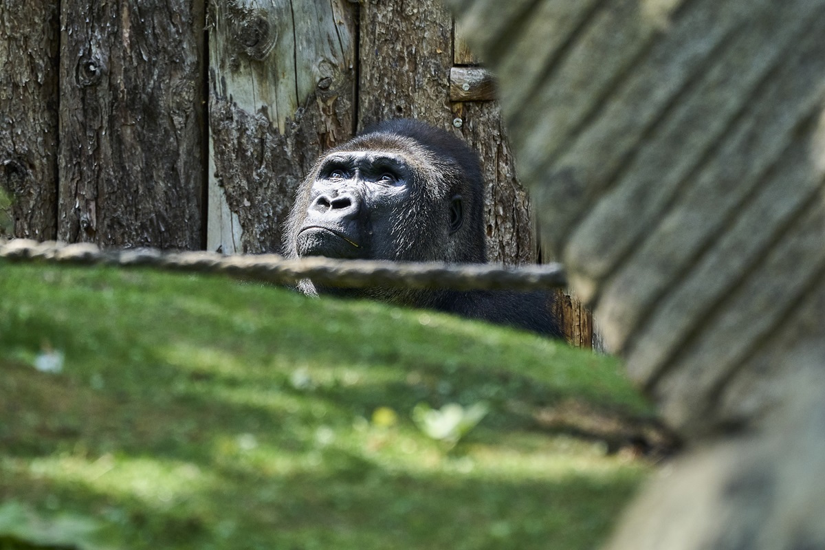 Zoo in NRW lässt Tier erstmals in Gehege – plötzlich wird es ernst!