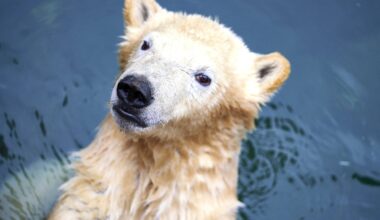 Zoo Hannover macht es offiziell! "Nach einem Jahr Pause"