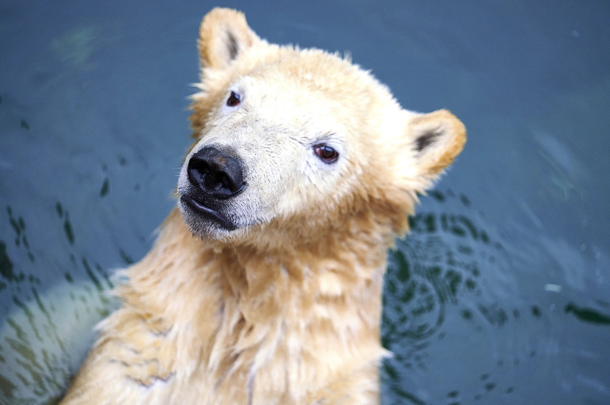 Zoo Hannover macht es offiziell! "Nach einem Jahr Pause"