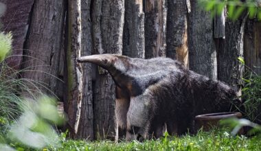 Zoo Leipzig: Pfleger wagen Experiment im Gehege! "Haben Bedenken"