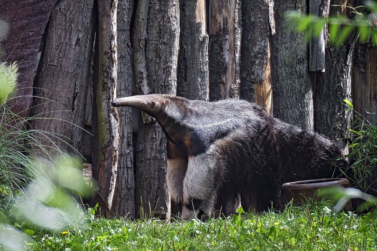 Zoo Leipzig: Pfleger wagen Experiment im Gehege! "Haben Bedenken"