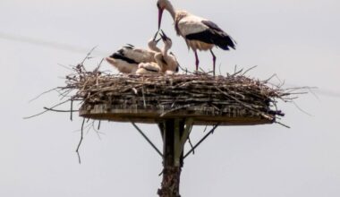 Störche in Bochum - Radio Bochum