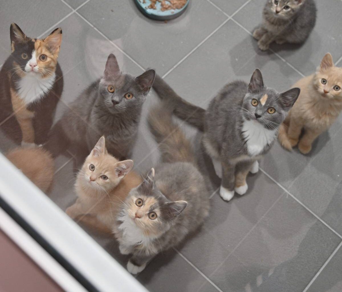 Neue Quarantänecontainer für Katzen im Tierheim Bochum
