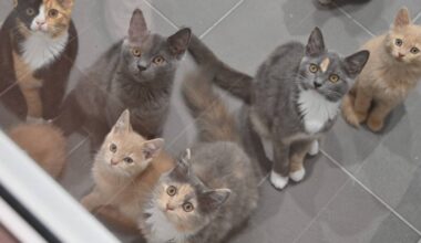 Neue Quarantänecontainer für Katzen im Tierheim Bochum
