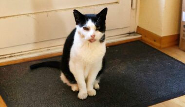 Ärger um Kater in Hamburg: Findus soll Häufchen oft bei Nachbarn machen | Regional