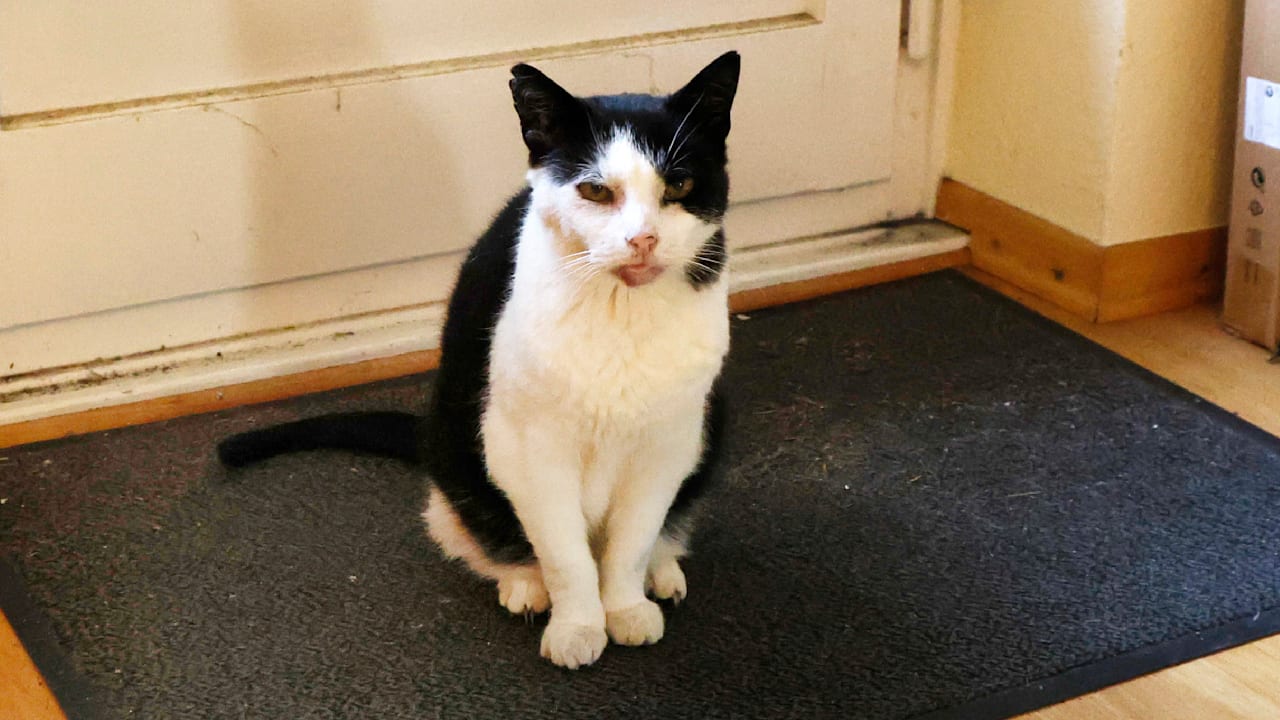 Ärger um Kater in Hamburg: Findus soll Häufchen oft bei Nachbarn machen | Regional