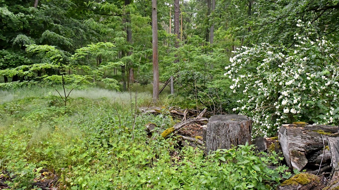 Für neue Windräder: Berliner Senat will den Grunewald abholzen | Regional