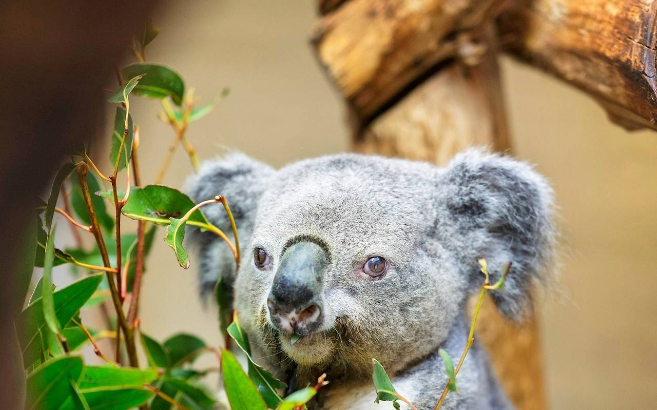 Koala Irwin aus Duisburg ist ältester Koala Europas
