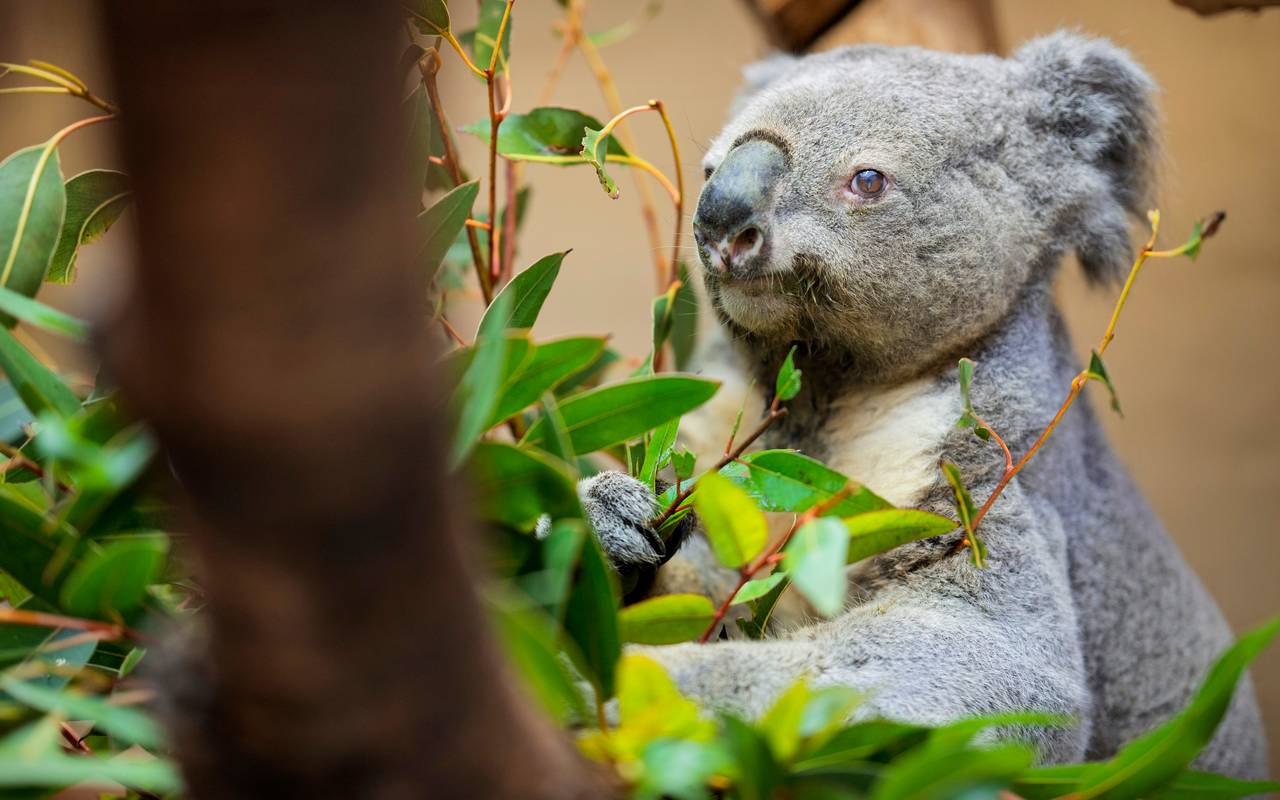 Koala-Opa im Duisburger Zoo hat noch Appetit