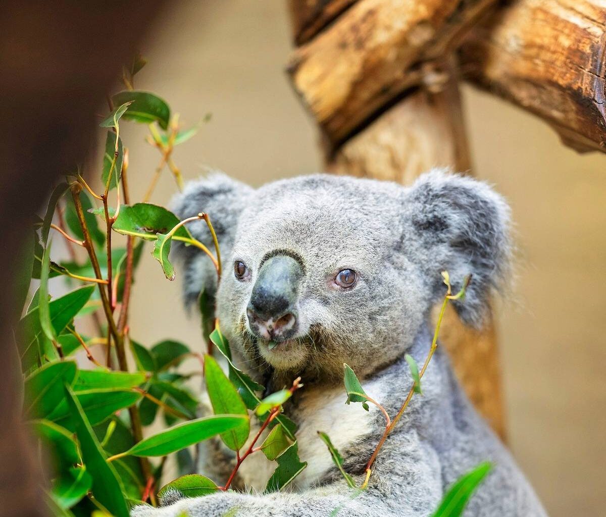 Ältester Koala Europas im Zoo Duisburg gestorben
