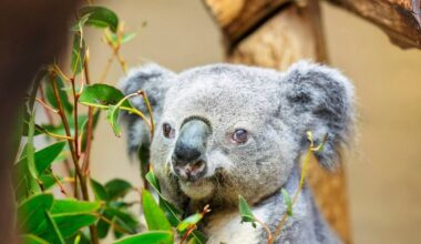 Ältester Koala Europas im Zoo Duisburg gestorben