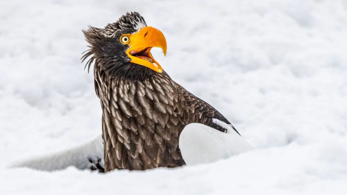 Die besten Fotos der Nikon Comedy Wildlife Awards 2025