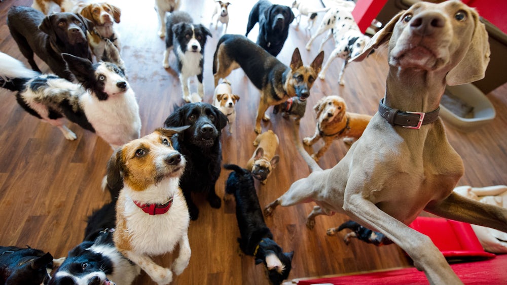 Hunde in einer Tagesstätte. Mehr als 70 Millionen Hunde werden in der EU gehalten.
