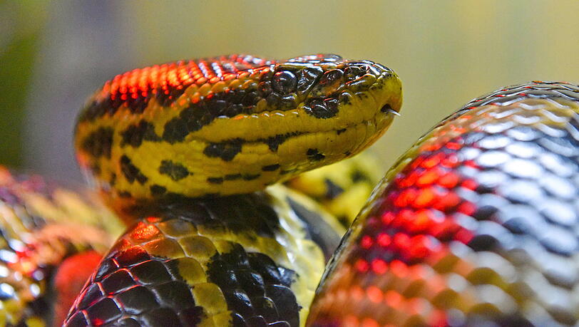 Mehrere Riesenschlangen in München untergebracht - wo man die Reptilien entdeckt hat