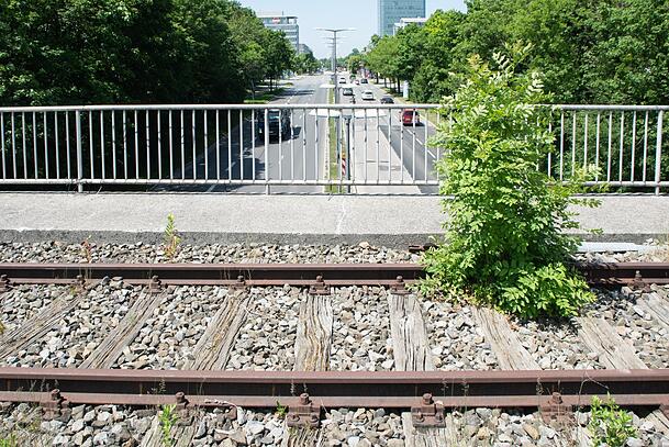 Auch die alte Bahnbrücke über den Georg-Brauchle-Ring ist überwuchert.