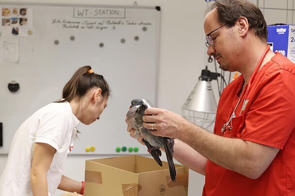 Tierarzt Lerner untersucht die Flügel einer Ringeltaube. Assistentin Natasa Pesits checkt das Übergabeformular.