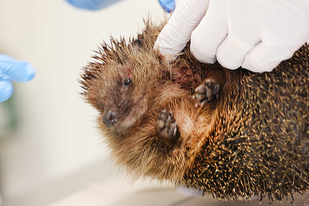 Noch ein Notfall: Dieser Igel ist von einem Jack Russell angefallen worden.
