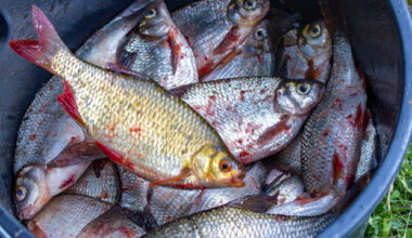Fischdiebe schlagen in Burgstädt zu