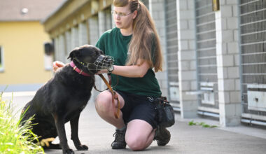 „Ohne uns gäbe es in Chemnitz Straßenhunde wie in Osteuropa“
