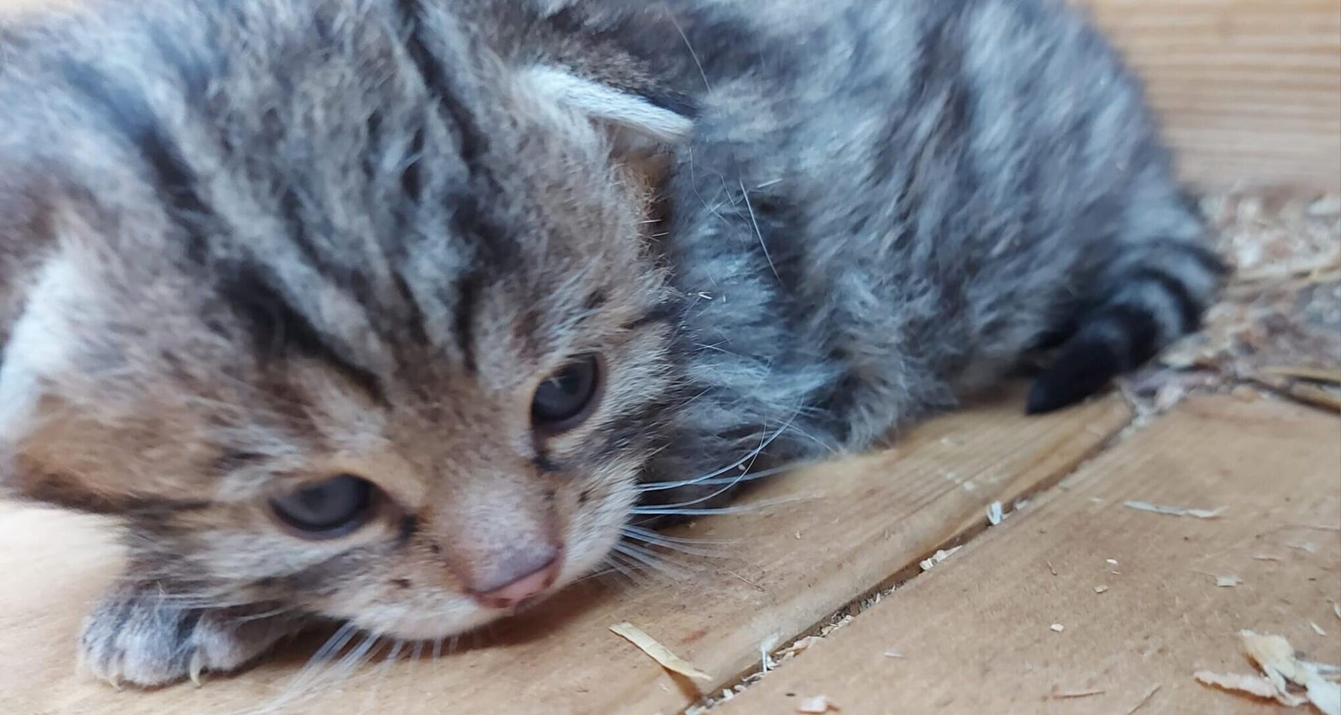 Besuch bei den jungen Wildkatzen im Wildgatter Oberrabenstein