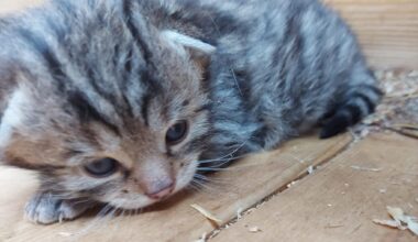Besuch bei den jungen Wildkatzen im Wildgatter Oberrabenstein