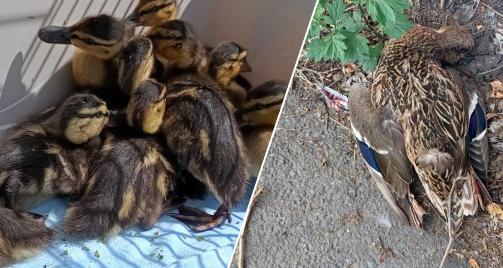 Tierretter fassungslos über Ignoranz auf der Straße