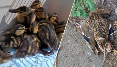 Tierretter fassungslos über Ignoranz auf der Straße