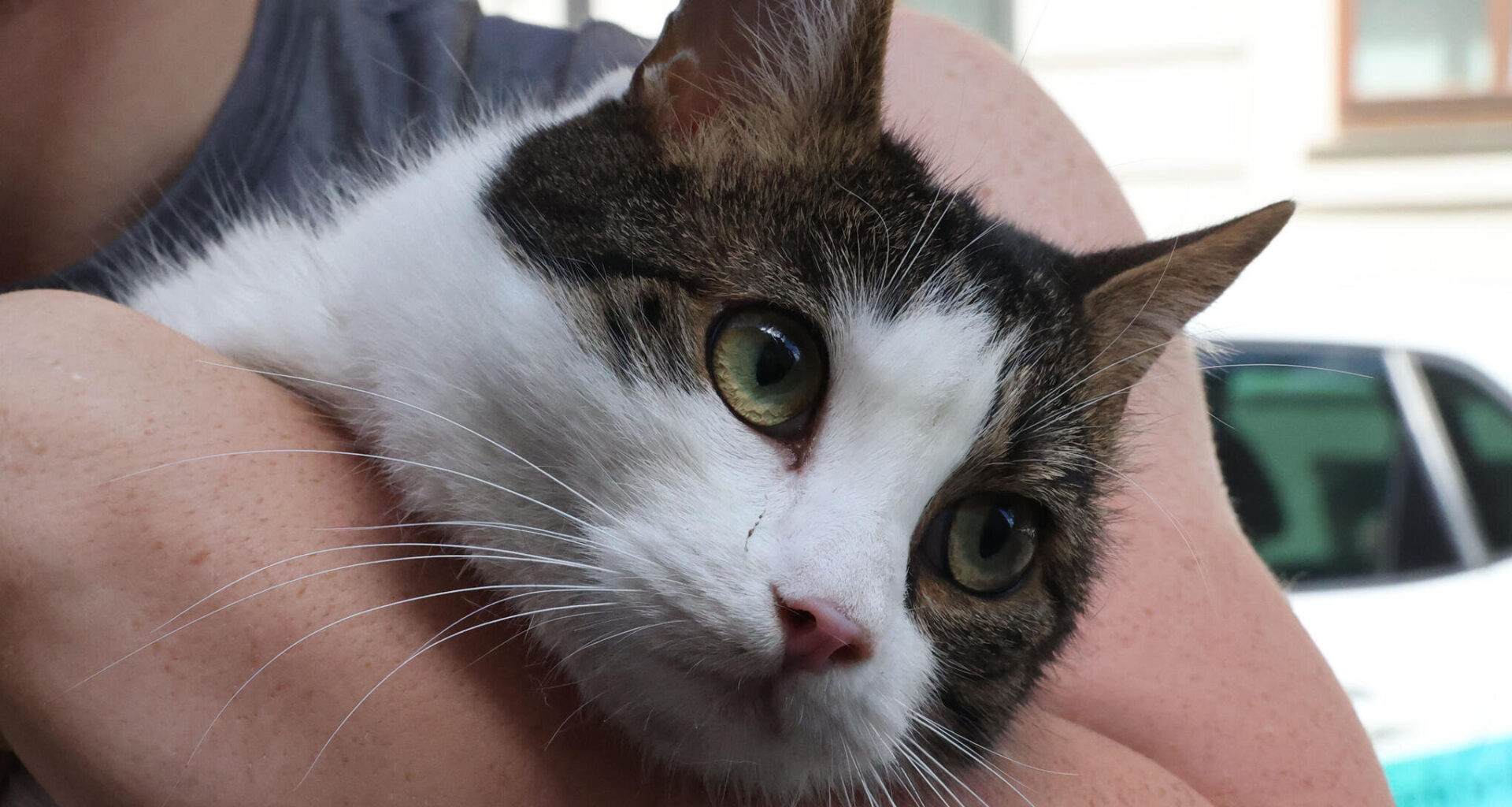 Polizei rettet Katze in Chemnitz aus Motorraum