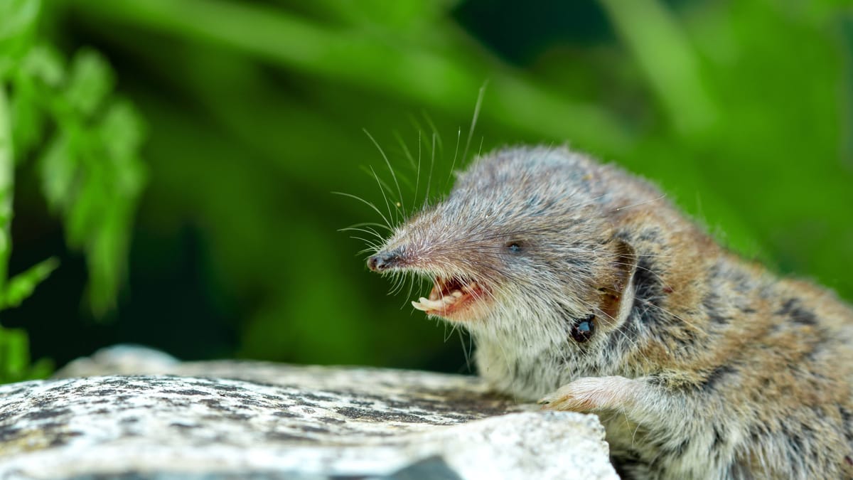 Tod nach Infektion mit seltenem Borna-Virus – Stadt reagiert