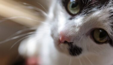 Katzen in Einkaufswagen am Ihme-Zentrum ausgesetzt