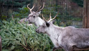 Fünf Tiere im Gaia Zoo an Q-Fieber erkrankt – Ansteckungsgefahr