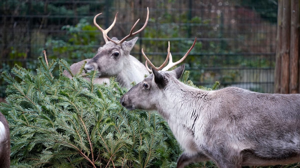 Fünf Tiere im Gaia Zoo an Q-Fieber erkrankt – Ansteckungsgefahr