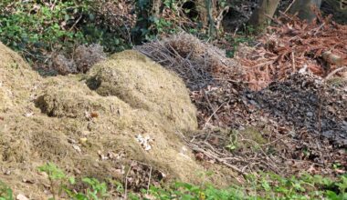 Düsseldorf: Fünfstelliges Bußgeld für Abfall im Wald – auch Biomüll