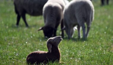 Sylt jagt einen Goldschakal - erster Abschuss in Deutschland